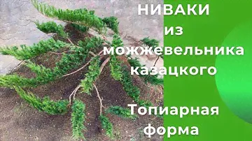 Ниваки из можжевельника казацкого. Топиарная форма.