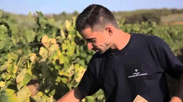 Moulin de Gassac - Les Sélections Parcellaires