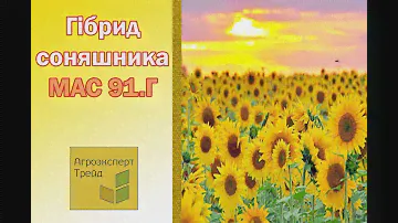 Соняшник МАС 91.Г 🌻, опис гібриду 🌻 - насіння в Україні