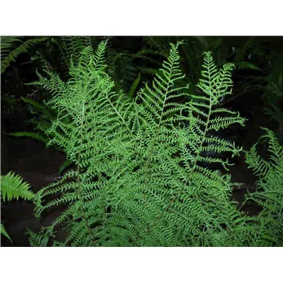 Dryopteris filix-mas Linearis Polydactyla-1