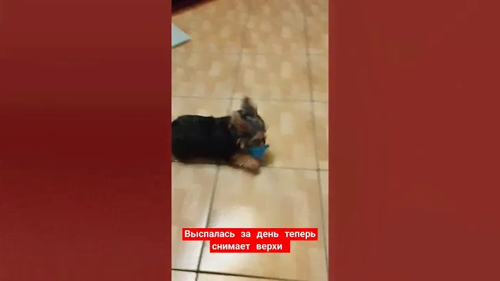 йоркширский терьер буся 🐕🐾 игры с игрушками, иногда игрушки надо