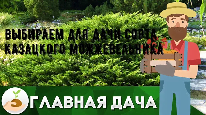 Выбираем для дачи сорта казацкого можжевельника