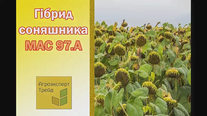 Соняшник МАС 83.ОЛ 🌻, опис гібриду 🌻 - насіння в Україні
