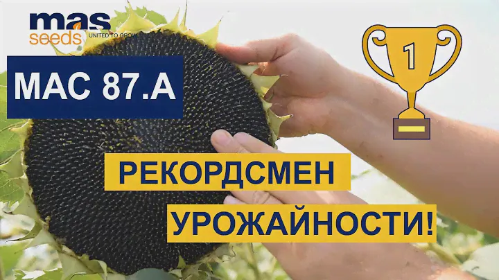 МАС 87.А: как получить высокий урожай подсолнечника