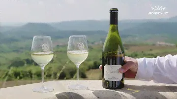 Im Frühling im Weinbau bei Gérard Bertrand, Languedoc