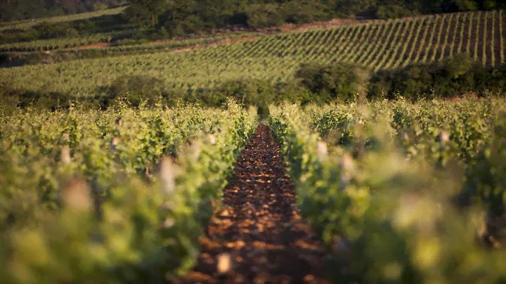 Tour of Domaine Chanson including a Private Wine Tasting and Exclusive Gastronomic Lunch