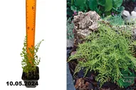 Папоротник (Щитовник) мужской Линеарис Полидактила (Dryopteris filix-mas Linearis Polydactyla) Р9