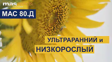 MAS Seeds - гибрид подсолнечника МАС 80.Д
