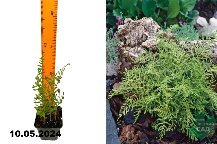 Папоротник (Щитовник) мужской Линеарис Полидактила (Dryopteris filix-mas Linearis Polydactyla) Р9-0