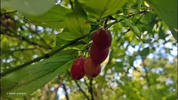 Кизил обыкновенный Cornus mas Лечебные свойства Химический состав Часть 1