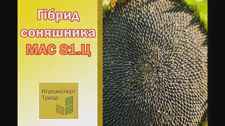 Соняшник МАС 81.Ц 🌻, опис гібриду 🌻 - насіння в Україні