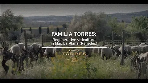 Regenerative viticulture in Mas la Plana