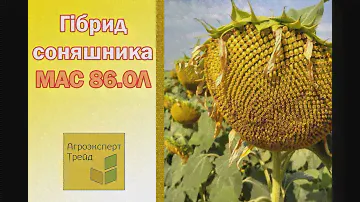 Соняшник МАС 86.ОЛ 🌻, опис гібриду 🌻 - насіння в Україні